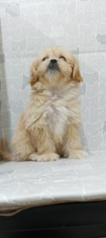 富山県のペキプー(ペキニーズ×プードル) (ペットアミ宮野店/2026年1月23日生まれ/女の子/その他色)の子犬の4枚目の画像