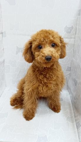 富山県のトイプードル(トイ) (ペットアミ宮野店/2025年10月24日生まれ/男の子/レッド)の子犬の1枚目の画像