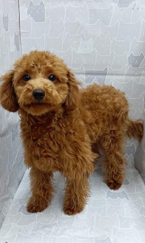 富山県のトイプードル(トイ) (ペットアミ宮野店/2025年10月24日生まれ/男の子/レッド)の子犬の2枚目の画像