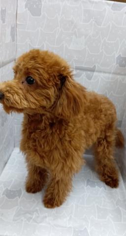 富山県のトイプードル(トイ) (ペットアミ宮野店/2025年10月24日生まれ/男の子/レッド)の子犬の3枚目の画像