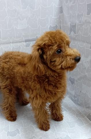 富山県のトイプードル(トイ) (ペットアミ宮野店/2025年10月24日生まれ/男の子/レッド)の子犬の4枚目の画像