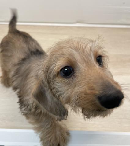 石川県のミニチュアダックスフンド(ワイヤー) (ペットアミ 津幡店/2026年1月18日生まれ/男の子/レッドダップル)の子犬の1枚目の画像