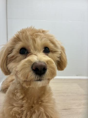 石川県のマルプー(マルチーズ×プードル) (ペットアミ 津幡店/2025年10月1日生まれ/男の子/その他色)の子犬の3枚目の画像