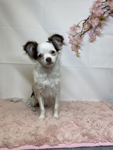 新潟県のチワワ(ロング) (ペットアミ 十日町店/2025年10月25日生まれ/女の子/チョコレートクリームホワイト)の子犬の1枚目の画像