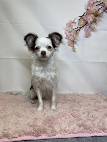 新潟県のチワワ(ロング) (ペットアミ 十日町店/2025年10月25日生まれ/女の子/チョコレートクリームホワイト)の子犬の2枚目の画像