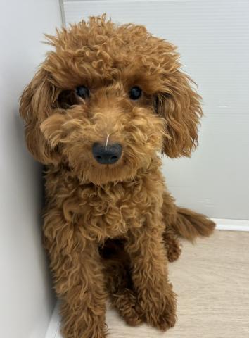 石川県のトイプードル(トイ) (ペットアミ 津幡店/2025年10月6日生まれ/男の子/レッド)の子犬の1枚目の画像