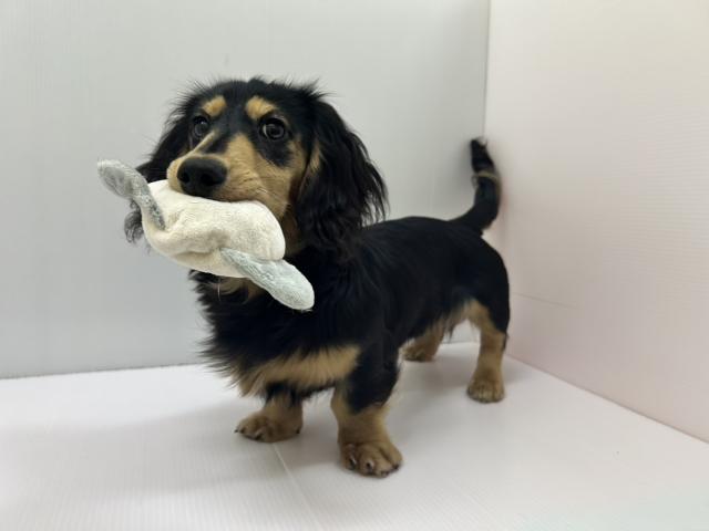 千葉県のミニチュアダックスフンド(ロング) (ペットアミ 館山店/2025年10月3日生まれ/男の子/ブラックイエロー)の子犬の1枚目の画像