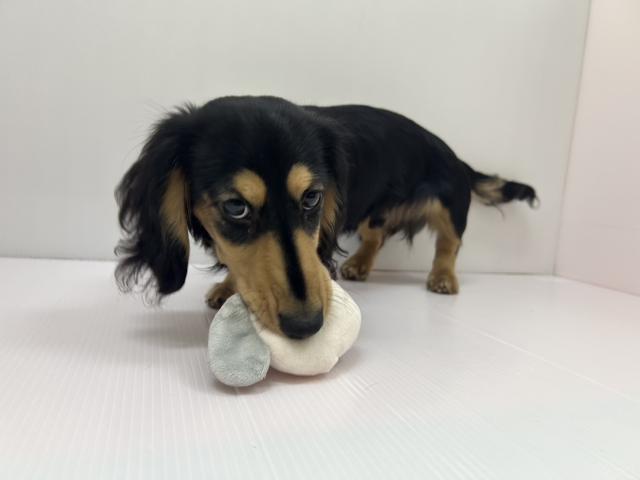 千葉県のミニチュアダックスフンド(ロング) (ペットアミ 館山店/2025年10月3日生まれ/男の子/ブラックイエロー)の子犬の3枚目の画像