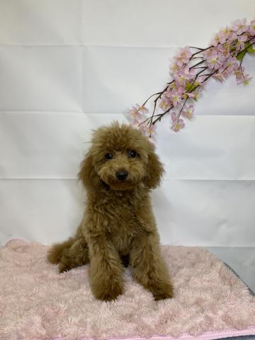 新潟県のトイプードル(トイ) (ペットアミ 十日町店/2025年11月16日生まれ/男の子/レッドフォーン)の子犬の1枚目の画像