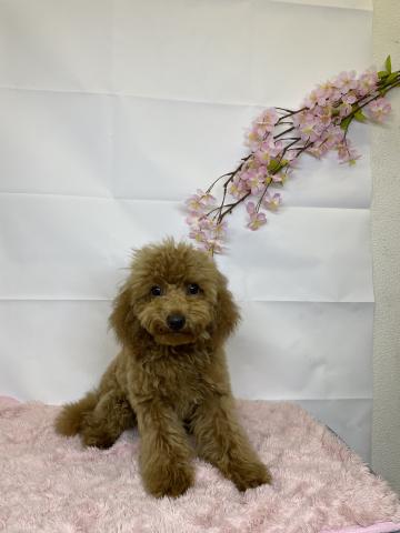 新潟県のトイプードル(トイ) (ペットアミ 十日町店/2025年11月16日生まれ/男の子/レッドフォーン)の子犬の3枚目の画像