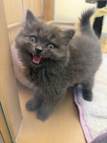 ブリティッシロングヘアー