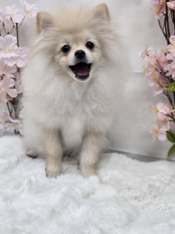新潟県のポメラニアン (ペットアミ 十日町店/2005年10月19日生まれ/男の子/クリーム)の子犬の1枚目の画像