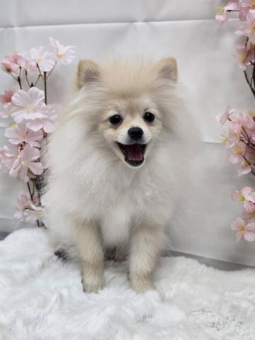 新潟県のポメラニアン (ペットアミ 十日町店/2005年10月19日生まれ/男の子/クリーム)の子犬の2枚目の画像