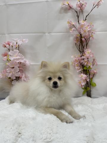 新潟県のポメラニアン (ペットアミ 十日町店/2005年10月19日生まれ/男の子/クリーム)の子犬の3枚目の画像