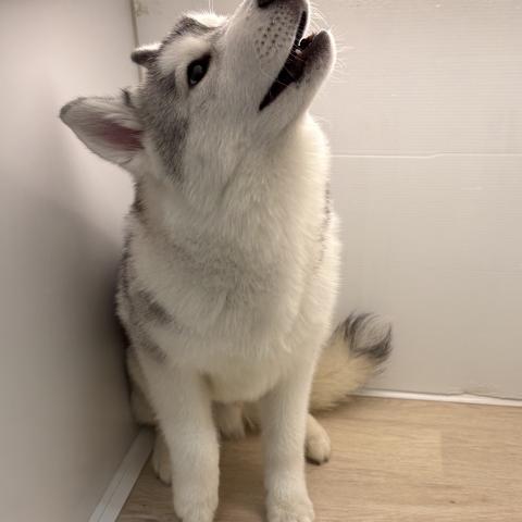 石川県のシベリアンハスキー (ペットアミ 津幡店/2026年10月25日生まれ/男の子/シルバーホワイト)の子犬の3枚目の画像