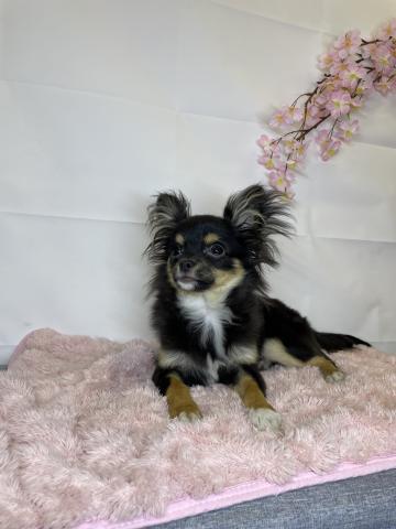 新潟県のポメチワ/チワポメ/ポメチー(ポメラニアン×チワワ) (ペットアミ 十日町店/2025年10月11日生まれ/男の子/その他色)の子犬