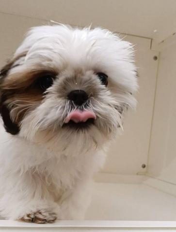 三重県のシーズー (ペットアミ 明和店/2025年12月17日生まれ/男の子/ホワイトゴールド)の子犬の1枚目の画像