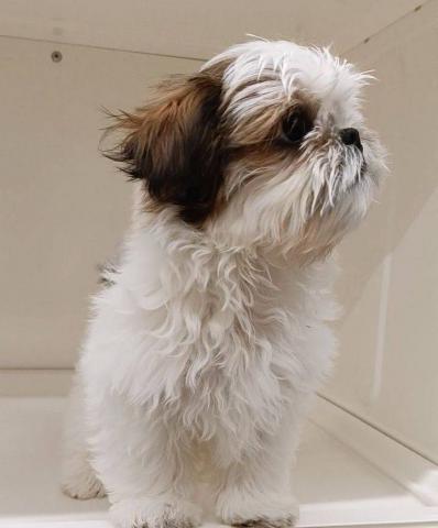 三重県のシーズー (ペットアミ 明和店/2025年12月17日生まれ/男の子/ホワイトゴールド)の子犬の2枚目の画像