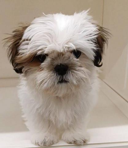 三重県のシーズー (ペットアミ 明和店/2025年12月17日生まれ/男の子/ホワイトゴールド)の子犬の3枚目の画像