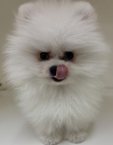 三重県のポメラニアン (ペットアミ 明和店/2026年1月24日生まれ/男の子/クリーム)の子犬の3枚目の画像