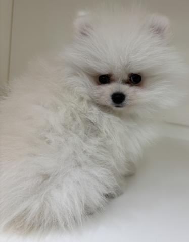 三重県のポメラニアン (ペットアミ 明和店/2026年1月24日生まれ/男の子/クリーム)の子犬の4枚目の画像