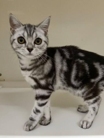 三重県のアメリカンショートヘアー (ペットアミ 明和店/2025年10月9日生まれ/女の子/シルバータビー)の子猫の1枚目の画像