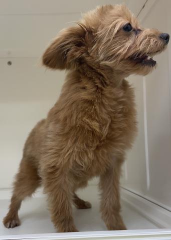 ハーフ犬(ポメラニアン×トイプードル)