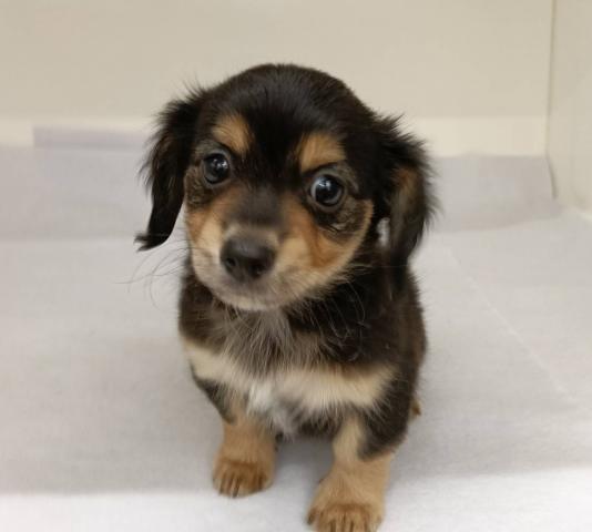 ハーフ犬(ミニチュアダックス×チワワ)