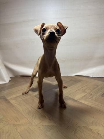 和歌山県のミニチュアピンシャー (ペットアミ 和歌山インター店/2026年1月10日生まれ/女の子/レッド)の子犬の1枚目の画像