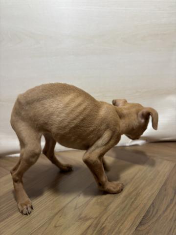 和歌山県のミニチュアピンシャー (ペットアミ 和歌山インター店/2026年1月10日生まれ/女の子/レッド)の子犬の2枚目の画像