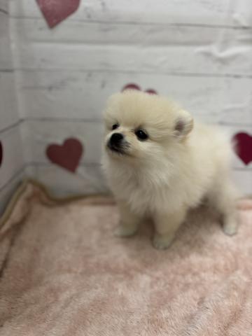 群馬県のポメラニアン (ペットアミ 前橋店/2025年11月26日生まれ/男の子/クリーム)の子犬の3枚目の画像