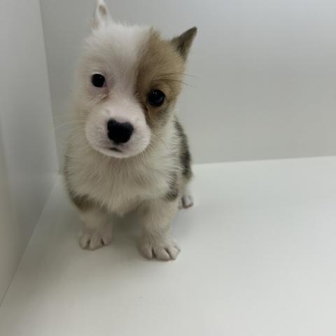 ウェルシュコーギーペンブローク