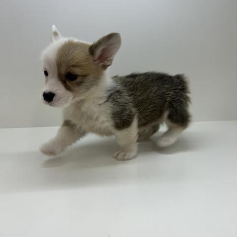 ウェルシュコーギーペンブローク