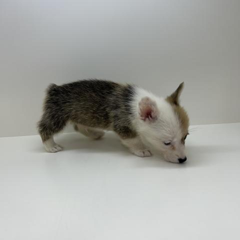 ウェルシュコーギーペンブローク