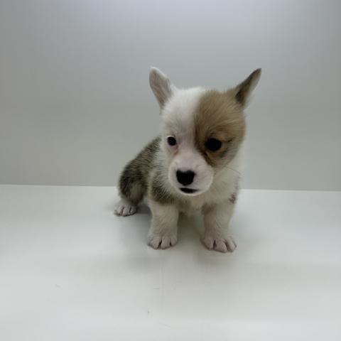 ウェルシュコーギーペンブローク