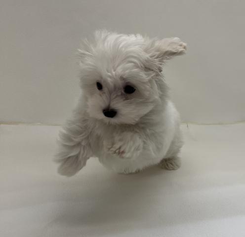三重県のマルチーズ (ペットアミ 名張店/2026年1月26日生まれ/男の子/ホワイト)の子犬の2枚目の画像