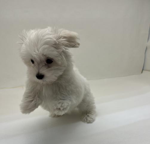 三重県のマルチーズ (ペットアミ 名張店/2026年1月26日生まれ/男の子/ホワイト)の子犬の4枚目の画像