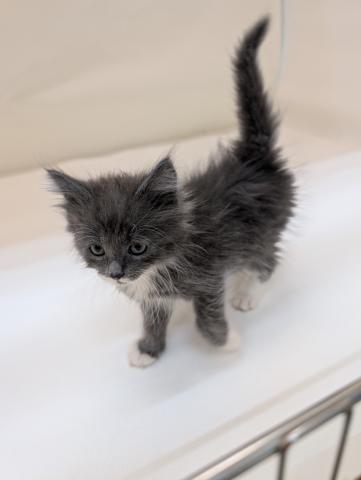 三重県のノルウェージャンフォレストキャット (ペットアミ 名張店/2026年1月17日生まれ/男の子/ブルータビーホワイト)の子猫の4枚目の画像