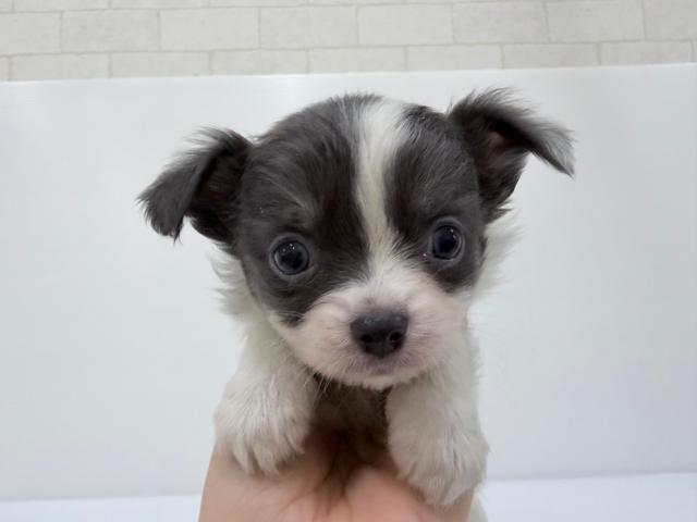 秋田県のチワワ(ロング) (ペットアミ 秋田卸町店/2026年2月12日生まれ/女の子/ホワイトブルータン)の子犬