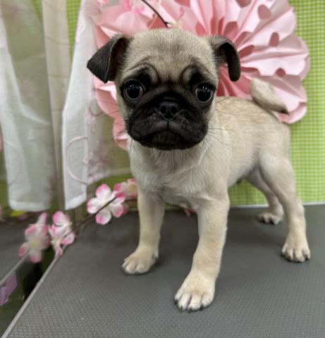 秋田県のパグ (ペットアミ 秋田卸町店/2026年2月7日生まれ/男の子/フォーン)の子犬