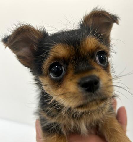 秋田県のヨーチー/チワキー/チワヨーキー(ヨークシャーテリア×チワワ) (ペットアミ 秋田卸町店/2025年11月8日生まれ/女の子/ブラウンタン)の子犬