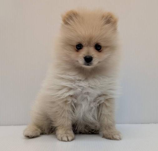 長野県のポメラニアン (ペットアミ 中野店/2026年2月15日生まれ/男の子/クリーム)の子犬