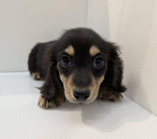長野県のミニチュアダックスフンド(ロング) (ペットアミ 中野店/2025年12月21日生まれ/男の子/ブラックタン)の子犬