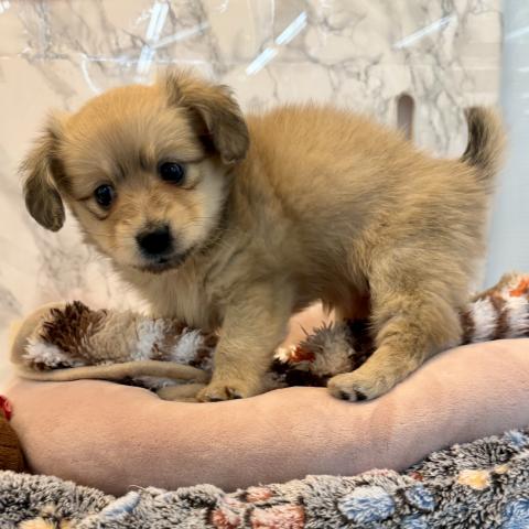 埼玉県のポメックス(ポメラニアン×ダックス) (NICO PET 三郷店/2026年1月23日生まれ/女の子/クリーム)の子犬の2枚目の画像