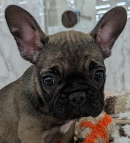 埼玉県のフレンチブルドッグ (NICO PET 三郷店/2026年1月16日生まれ/女の子/フォーン)の子犬の1枚目の画像