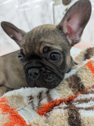 埼玉県のフレンチブルドッグ (NICO PET 三郷店/2026年1月16日生まれ/女の子/フォーン)の子犬の3枚目の画像