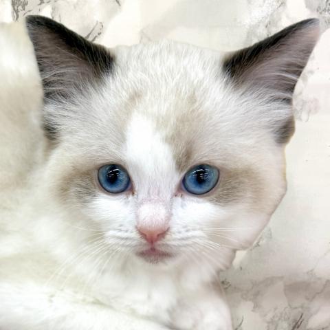 埼玉県のラグドール (NICO PET 三郷店/2025年12月27日生まれ/女の子/シールポイントバイカラー)の子猫の1枚目の画像