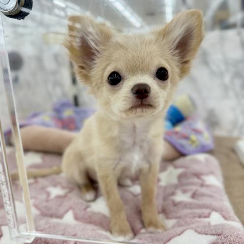 埼玉県のチワワ(ロング) (NICO PET 三郷店/2025年12月14日生まれ/男の子/クリームホワイト)の子犬の1枚目の画像