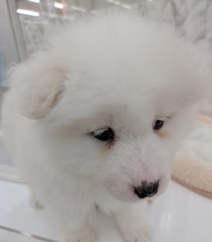 埼玉県のサモエド (NICO PET 三郷店/2025年12月5日生まれ/女の子/ホワイト)の子犬の3枚目の画像
