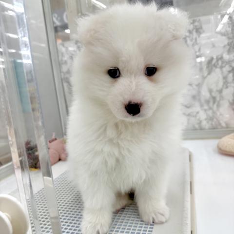 埼玉県のサモエド (NICO PET 三郷店/2025年12月5日生まれ/女の子/ホワイト)の子犬の4枚目の画像